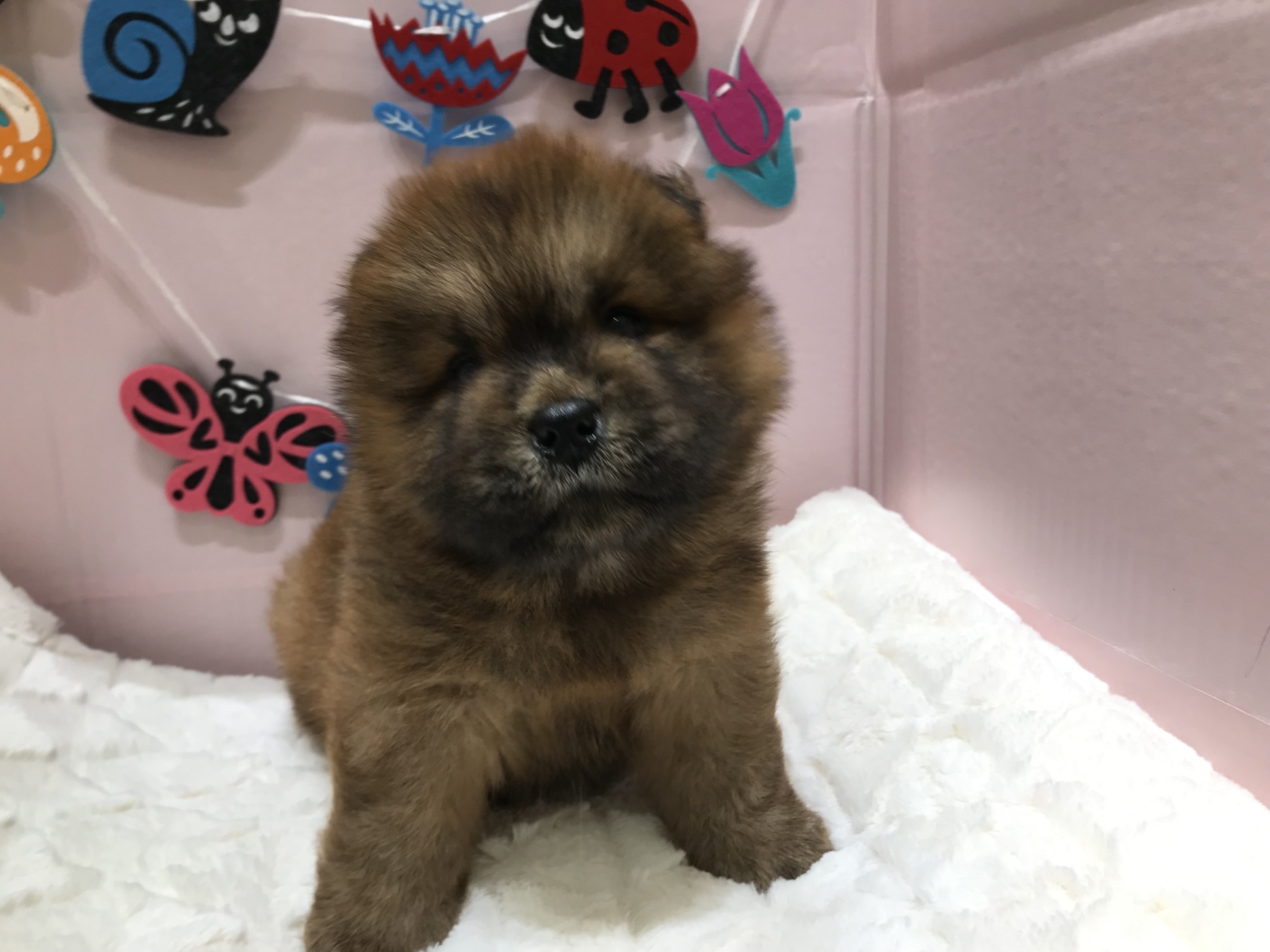 新しいオススメ犬のご紹介 ペットハウステンテン 札幌ペットショップ 旭川ペットショップ 苫小牧ペットショップ 小樽ペットショップ ペットショップ トリミング ペットホテル 旭川トリミング 旭川ペットホテル 苫小牧トリミング 苫小牧ペットホテルペットハウステンテン